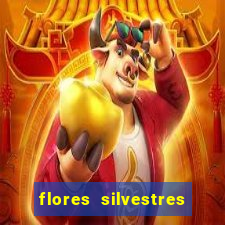 flores silvestres desbravadores desbravadores 25